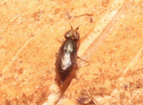 Réf. 281 429 : Camarota curvipennis